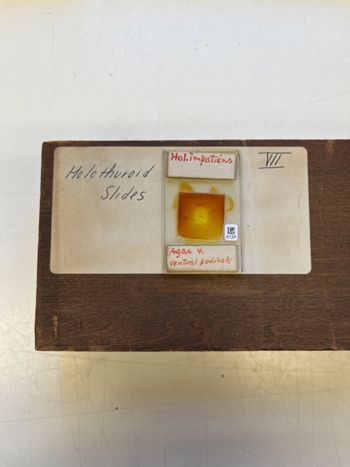 Media type: image;   Invertebrate Zoology 172244 Description: Photograph of microscope slide and handwritten label.;  Aspect: slide